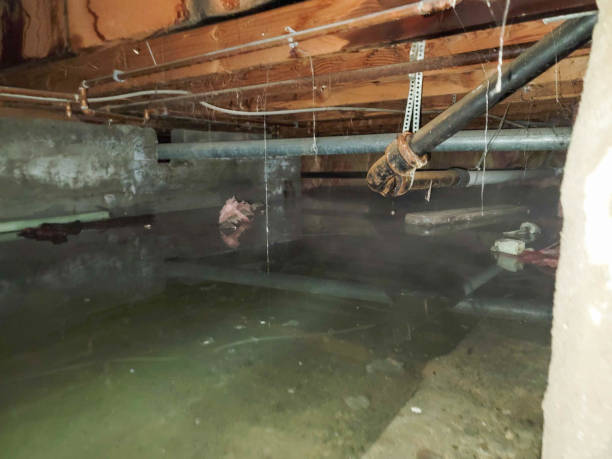 Best Local water damage restoration  in Elida, OH