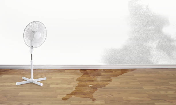 Best Water damage restoration process  in Elida, OH